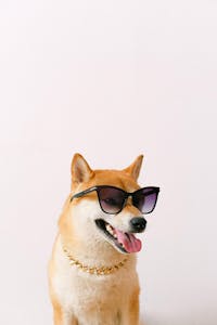 Chien avec lunettes soleil séance photo