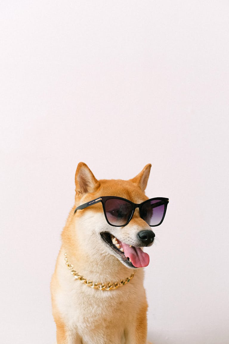 Chien avec lunettes soleil séance photo
