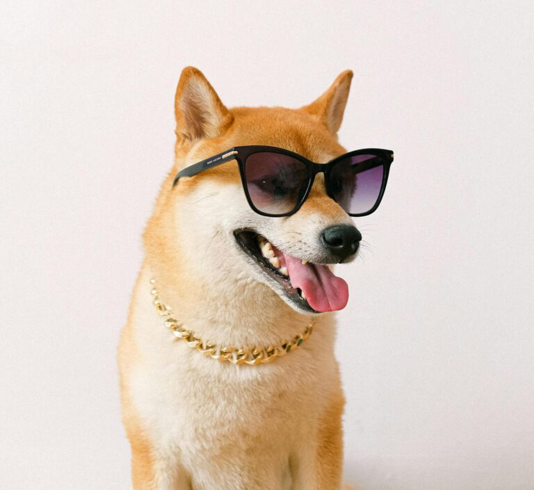 A cool Shiba Inu dog with sunglasses and a gold chain, showcasing a playful attitude.